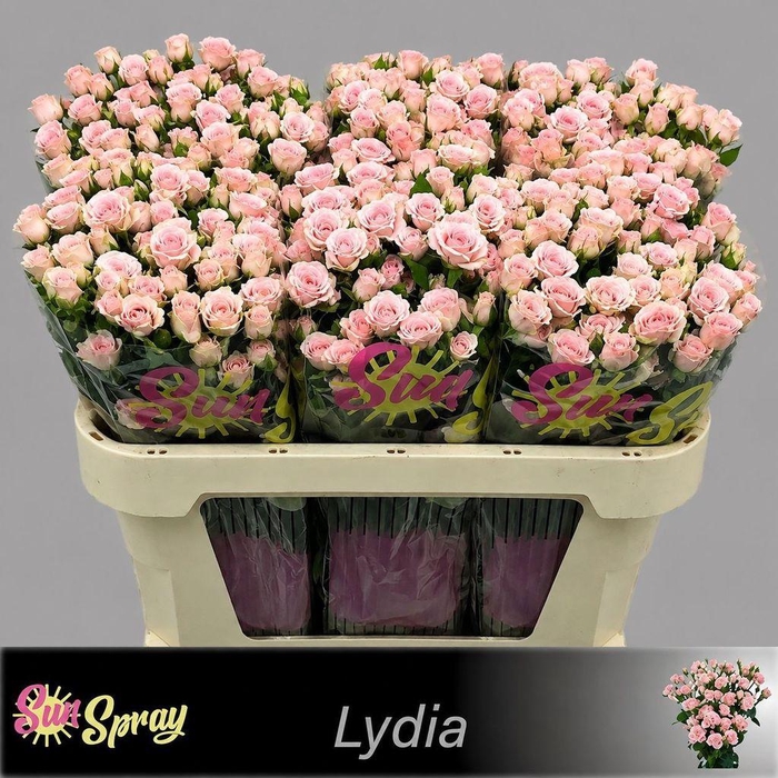 <h4>Rosa spray lydia</h4>