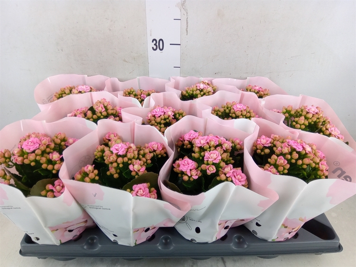 <h4>Kalanchoe   ...</h4>