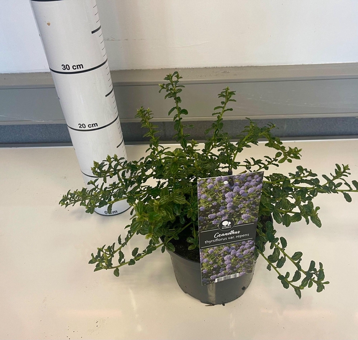 <h4>CEAN TH REPENS</h4>