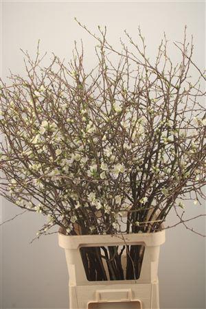 <h4>Chaenomeles White</h4>
