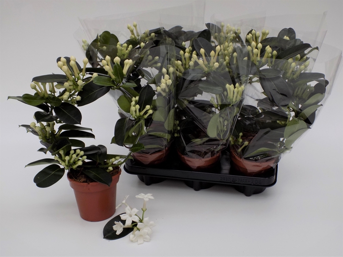 <h4>STEPH FL OV</h4>