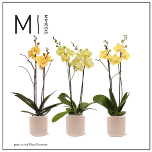 Phalaenopsis Easter 2 spike - 12cm in Atlanta Peach | Mimesis