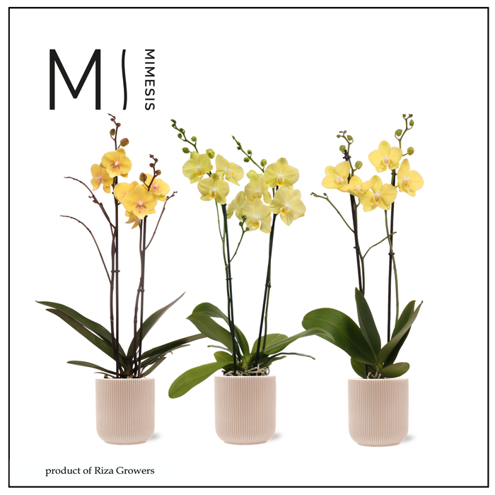 <h4>Phalaenopsis Easter 2 spike - 12cm in Atlanta Peach | Mimesis</h4>