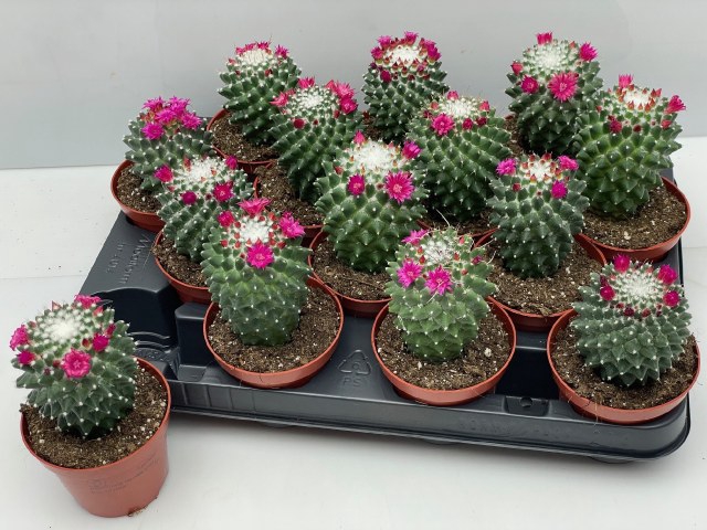 <h4>CACTUS BLOEIEND</h4>