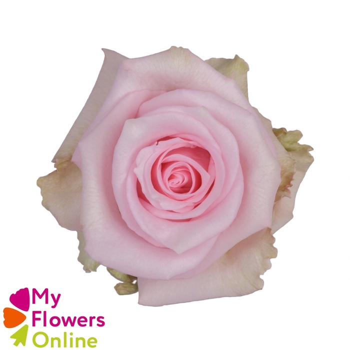 <h4>R Gr Jessica Pink 50cm EC</h4>
