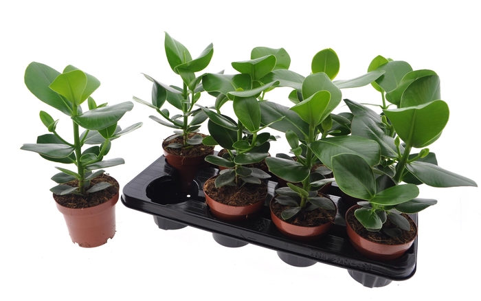 <h4>Clu Ro Princess</h4>