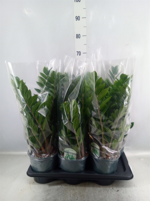 <h4>Zamioculcas zamiifolia</h4>