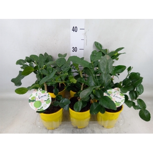 Citrus hystrix