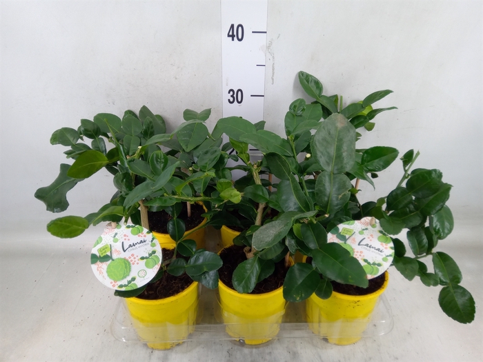 <h4>Citrus hystrix</h4>