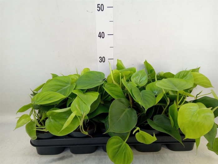 <h4>Philodendron scand.</h4>
