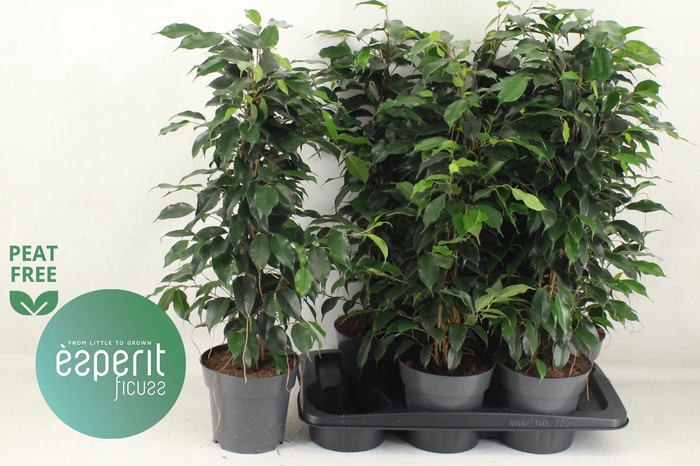 <h4>FIC BE DANIELLE</h4>