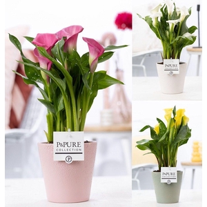 Zantedeschia mix in P&PURE Ruby ceramics ass.3