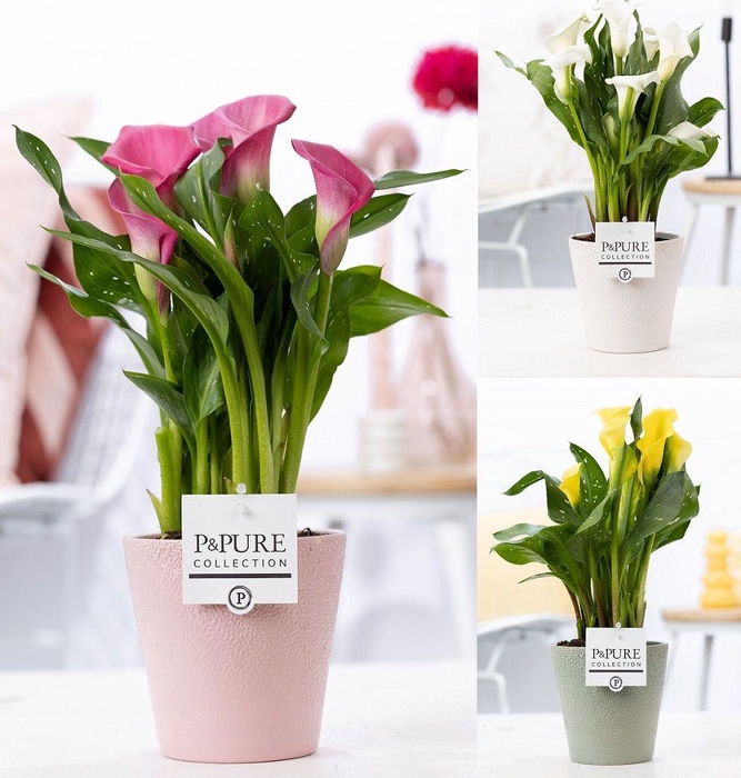 <h4>Zantedeschia mix in P&PURE Ruby ceramics ass.3</h4>