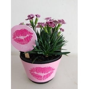 DIANTHUS PINK KISSES P11