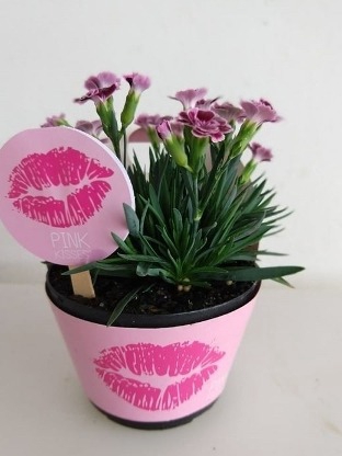 <h4>DIANTHUS PINK KISSES P11</h4>