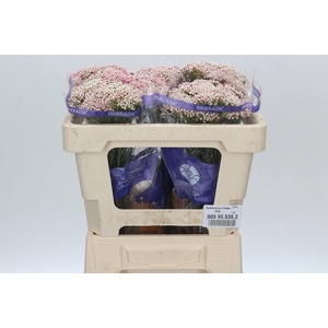 Ozothamnus Cooks Tall Pink