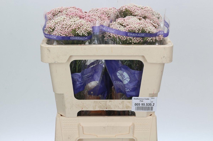 Ozothamnus Cooks Tall Pink