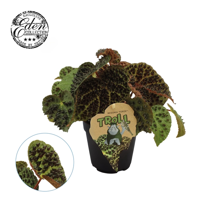<h4>Begonia rex Ferox 12cm</h4>