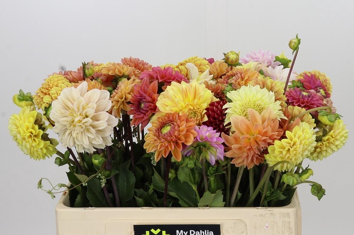 <h4>Dahlia Gemengd in bos</h4>