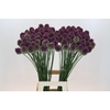 Allium Sphaerocephalon