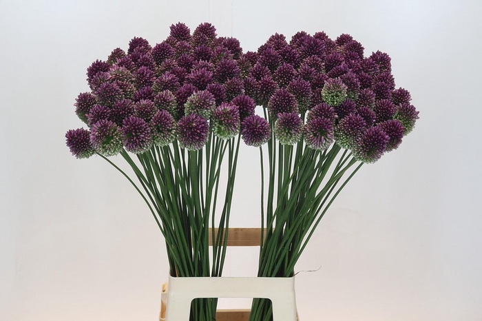 <h4>Allium Sphaerocephalon</h4>