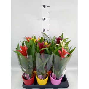 Guzmania   ...mix