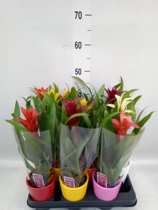 <h4>Guzmania   ...mix</h4>