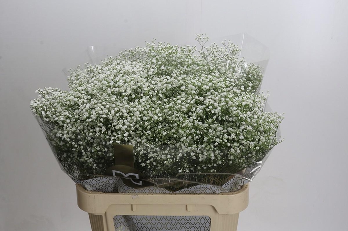 Gyps Zinzi Discovery