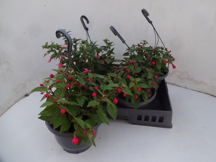 <h4>FUCHSIA GEM</h4>