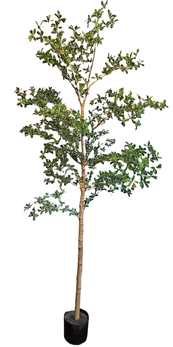 Olive Tree Oriental Pot PP550039GRN