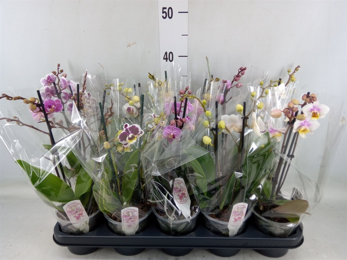 <h4>Phalaenopsis multi.   ...mix  4</h4>