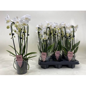PHAL AN INVERNESS