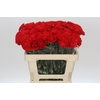 Dianthus St Arona