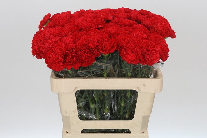 <h4>Dianthus St Arona</h4>