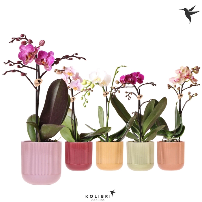 <h4>Kolibri Orchids Phalaenopsis mix 1 spike in Flare pot mix</h4>