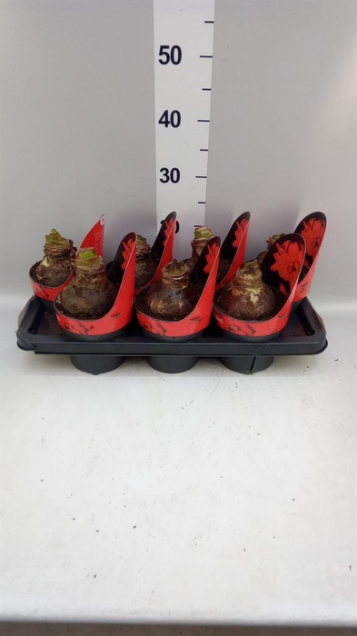 <h4>Hippeastrum DG 'Double King'</h4>