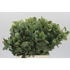Pittosporum Ilan