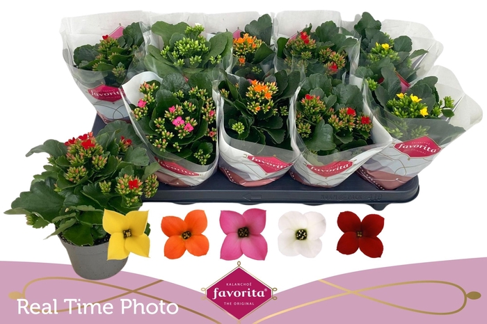 <h4>KAL EN GEM 5 KL</h4>