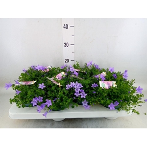 Campanula porten. 'Ambella Lavende'