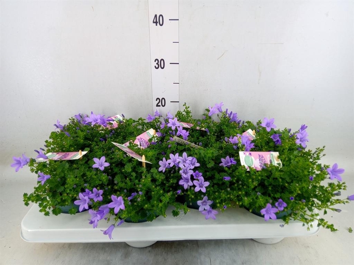 <h4>Campanula porten. 'Ambella Lavende'</h4>