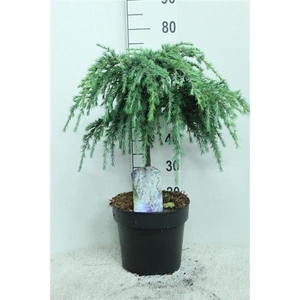 Cedrus deodara 'Feelin' Blue' op stam P29 potgedrukt