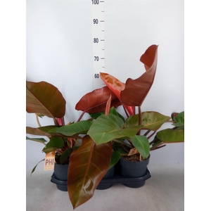 Philodendron  'Prince Of Orange'