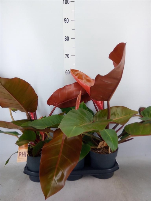 <h4>Philodendron 'Prince Of Orange'</h4>