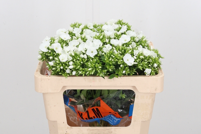 <h4>Phlox P Whitecap</h4>