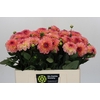 Dahlia Chanel