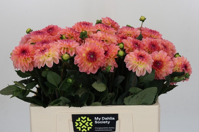 <h4>Dahlia Chanel</h4>