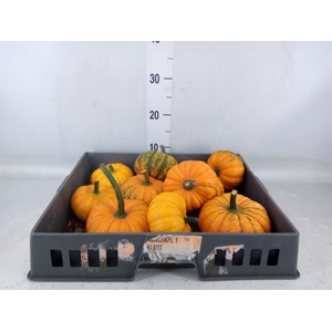 Cucurbita   ...