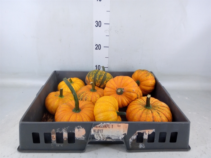 <h4>Cucurbita   ...</h4>