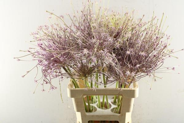 <h4>Allium Schubertii L 70</h4>
