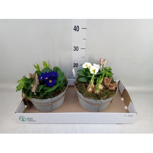 Arr.   Tuinplanten L%